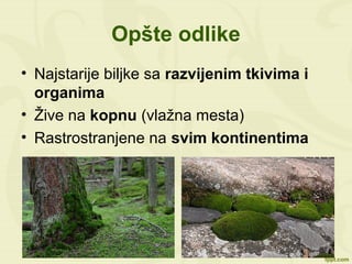 Opšte odlike
• Najstarije biljke sa razvijenim tkivima i
organima
• Žive na kopnu (vlažna mesta)
• Rastrostranjene na svim kontinentima
 