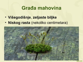 Građa mahovina
• Višegodišnje, zeljaste biljke
• Niskog rasta (nekoliko centimetara)
 