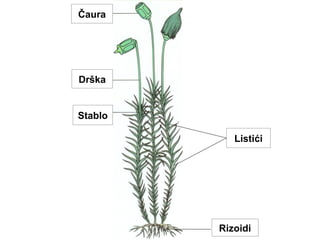 Čaura
Drška
Stablo
Listići
Rizoidi
 