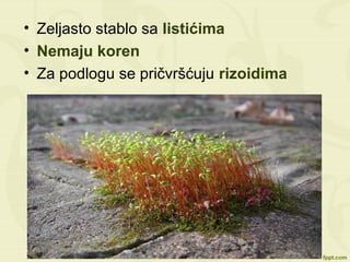 • Zeljasto stablo sa listićima
• Nemaju koren
• Za podlogu se pričvršćuju rizoidima
 