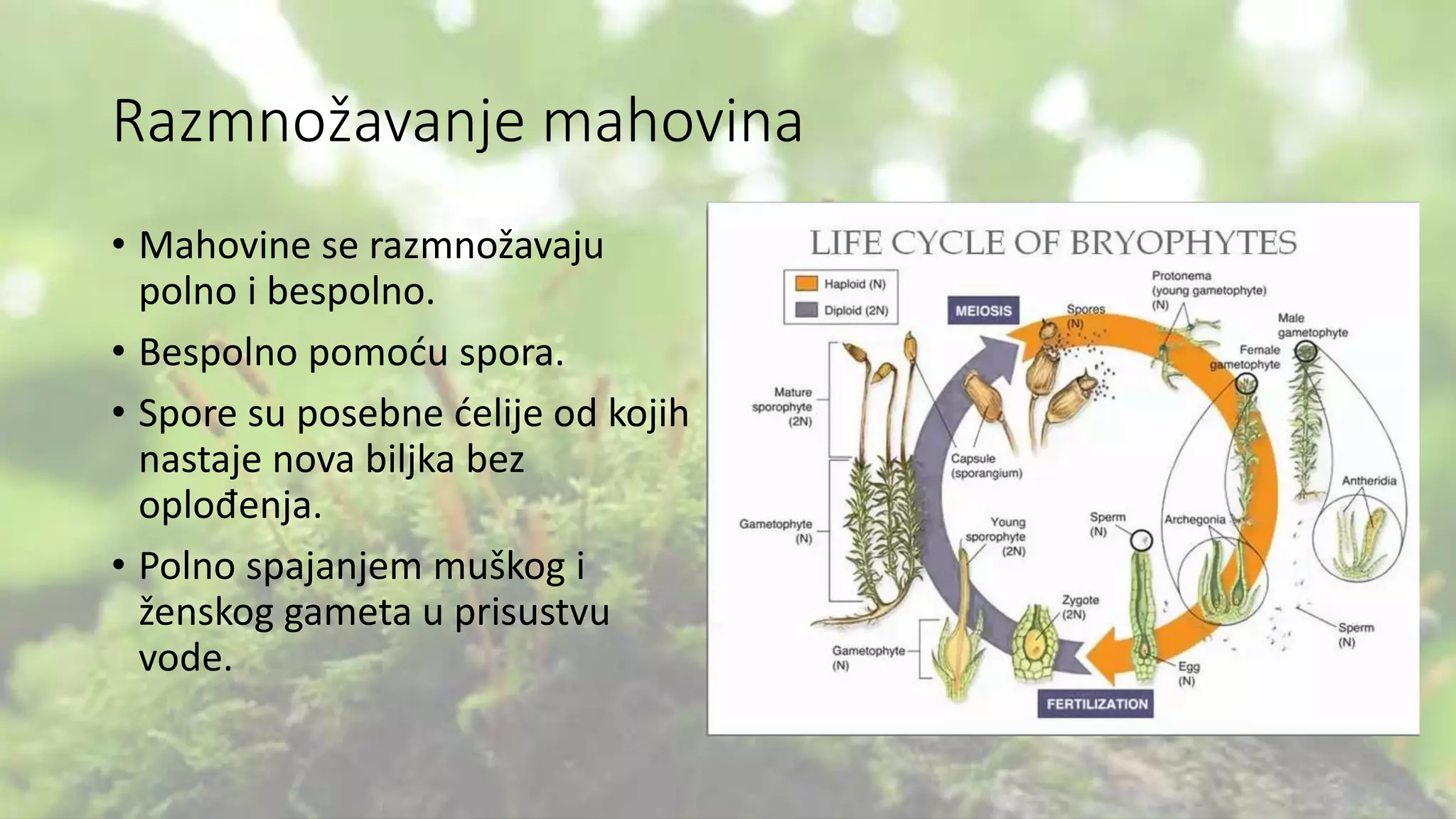 mahovine-osnovne-osobine-gra-a-raznovrsnost-i-zna-aj-pptx