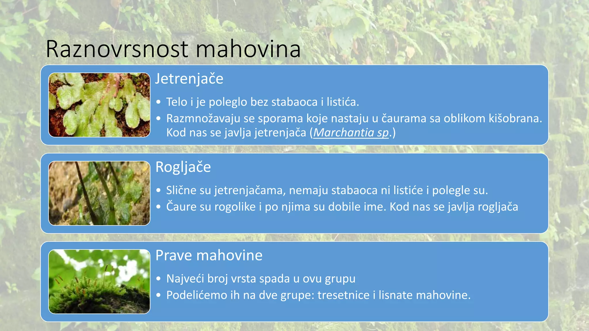 mahovine-osnovne-osobine-gra-a-raznovrsnost-i-zna-aj-pptx