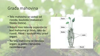 Građa mahovina
• Telo mahovina se sastoji od
rizoida, kauloida (stabaoca) i
filoida (listića).
• Najviši nivo telesne organizacije
kod mahovina je tkivo, tako da
rizoidi, filoidi i kauloidi nisu pravi
organi.
• Na telu mahovina se razvijaju
organi za polno i bespolno
razmnžavanje.
 