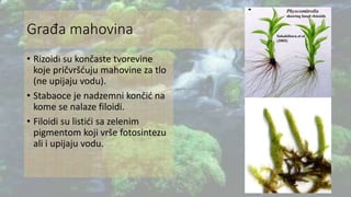 Građa mahovina
• Rizoidi su končaste tvorevine
koje pričvršćuju mahovine za tlo
(ne upijaju vodu).
• Stabaoce je nadzemni končić na
kome se nalaze filoidi.
• Filoidi su listići sa zelenim
pigmentom koji vrše fotosintezu
ali i upijaju vodu.
 