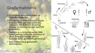 Građa mahovina
• U ćelijama mahovina nalazi se
nasledni materijal.
• Ukoliko se u ćelijama nalazi dupla
količina DNK (od oba roditelja),
odnosno 2N ti delovi životnog
ciklusa se označavaju kao sporofit
generacija.
• Ukoliko se u ćelijama nalazi DNK
samo jednog roditelja, odnosno N
za te delove životnog ciklusa
kažemo da su gametofit generacija.
• Kod mahovina je gametofit
dominantan.
 
