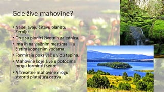 Gde žive mahovine?
• Naseljavaju čitavu planetu
Zemlju.
• One su pioniri životnih zajednica.
• Ima ih na vlažnim mestima ili u
čistim kopnenim vodama.
• Formiraju pokrivač u vidu tepiha.
• Mahovine koje žive u potocima
mogu formirati sedre.
• A tresetne mahovine mogu
stvoriti plutajuća ostrva.
 