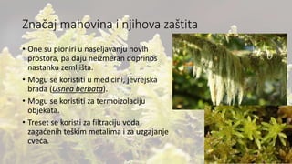 Značaj mahovina i njihova zaštita
• One su pioniri u naseljavanju novih
prostora, pa daju neizmeran doprinos
nastanku zemljišta.
• Mogu se koristiti u medicini, jevrejska
brada (Usnea berbata).
• Mogu se koristiti za termoizolaciju
objekata.
• Treset se koristi za filtraciju voda
zagaćenih teškim metalima i za uzgajanje
cveća.
 