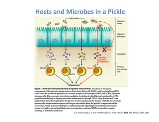 Hosts	
  and	
  Microbes	
  in	
  a	
  Pickle	
  




                    Li,	
  P.;	
  Hotamisligil,	
  G.	
  S.	
  Host	
  and	
  Microbes	
  in	
  a	
  Pickle.	
  Nature,	
  2010,	
  464,	
  29	
  April,	
  1287-­‐1288	
  
 