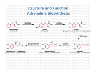 Copyright	
  Mathieu	
  P.	
  Lalonde	
  Copyright	
  Mathieu	
  P.	
  Lalonde	
  Copyright	
  Mathieu	
  P.	
  Lalonde	
  
                                    Structure	
  and	
  Func3on:	
  	
  
 Copyright	
  Mathieu	
  P.	
  Lalonde	
  Copyright	
  Mathieu	
  P.	
  Lalonde	
  Copyright	
  Mathieu	
  P.	
  Lalonde	
  
 Copyright	
  Mathieu	
  P.	
  Lalonde	
  Copyright	
  Mathieu	
  P.	
  Lalonde	
  Copyright	
  Mathieu	
  P.	
  Lalonde	
  
                                    Adrenaline	
  Biosynthesis	
  
 Copyright	
  Mathieu	
  P.	
  Lalonde	
  Copyright	
  Mathieu	
  P.	
  Lalonde	
  Copyright	
  Mathieu	
  P.	
  Lalonde	
  
 Copyright	
  Mathieu	
  P.	
  Lalonde	
  Copyright	
  Mathieu	
  P.	
  Lalonde	
  Copyright	
  Mathieu	
  P.	
  Lalonde	
  
 Copyright	
  Mathieu	
  P.	
  Lalonde	
  Copyright	
  Mathieu	
  P.	
  Lalonde	
  Copyright	
  Mathieu	
  P.	
  Lalonde	
  
 Copyright	
  Mathieu	
  Phenylalanine Copyright	
  Mathieu	
  P.	
  Lalonde	
  Copyright	
  Mathieu	
  P.	
  Lalonde	
  
                  O
                              P.	
  Lalonde	
                             O
                                                                                      Tyrosine
                                                                                                                                O
                              hydroxylase                                            hydroxylase            HO
 Copyright	
  Mathieu	
  P.	
  Lalonde	
  Copyright	
  Mathieu	
  P.	
  Lalonde	
  Copyright	
  Mathieu	
  P.	
  Lalonde	
  
                     OH                                                     OH                                                      OH

 Copyright	
  Mathieu	
  P.	
  Lalonde	
  Copyright	
  Mathieu	
  P.	
  Lalonde	
  Copyright	
  Mathieu	
  P2.	
  Lalonde	
  
               NH2
                                                     HO
                                                                      NH2
                                                                                                            HO
                                                                                                                            NH

 Copyright	
  Mathieu	
  P.	
  Lalonde	
  Copyright	
  Mathieu	
  P.	
  Lalonde	
  Copyright	
  Mathieu	
  P.	
  Lalonde	
  
      Phenylalanine
        (amino acid)
                                                               Tyrosine
                                                             (amino acid)
                                                                                                                    L-DOPA
                                                                                                 (precursor to catecholamine neurotransmitters)
 Copyright	
  Mathieu	
  P.	
  Lalonde	
  Copyright	
  Mathieu	
  P.	
  Lalonde	
  Copyright	
  Mathieu	
  P.	
  Lalonde	
  
 Copyright	
  Mathieu	
  P.	
  Lalonde	
  Copyright	
  Mathieu	
  P.	
  Lalonde	
  Copyright	
  Mathieu	
  P.	
  Lalonde	
   DOPA
                                                                                                                             decarboxylase
 Copyright	
  Mathieu	
  P.	
  Lalonde	
  Copyright	
  Mathieu	
  P.	
  Lalonde	
  Copyright	
  Mathieu	
  P.	
  Lalonde	
  
 Copyright	
  OH athieu	
  P.	
  Lalonde	
  Copyright	
  Mathieu	
  P.	
  Lalonde	
  Copyright	
  Mathieu	
  P.	
  Lalonde	
  
                 M H                                                        OH
 Copyright	
  Mathieu	
  P.	
  Lalonde	
  Copyright	
  Mathieu	
  P.	
  Lalonde	
  Copyright	
  MHO
   HO                 N
                                      Phenylethanolamine
                                      N-methyltransferase       HO                 NH2
                                                                                                 Dopamine
                                                                                               !-hydroxylase
                                                                                                                    athieu	
  P.	
  Lalonde	
  
                                                                                                                                        NH2
                         CH3
 Copyright	
  Mathieu	
  P.	
  Lalonde	
  Copyright	
  Mathieu	
  P.	
  Lalonde	
  Copyright	
  Mathieu	
  P.	
  Lalonde	
  
 Copyright	
  Mathieu	
  P.	
  Lalonde	
  Copyright	
  Mathieu	
  P.	
  Lalonde	
  Copyright	
  MHO
   HO                                                           HO
                                                                                                                    athieu	
  P.	
  Lalonde	
  
(stress hormone, Mathieu	
  P.	
  Lalonde	
  Copyright	
  Mathieu	
  P.	
  Lalonde	
  Copyright	
  Mathieu	
  P.	
  Lalonde	
  
 Copyright	
   neurotransmitter)
 Epinephrine (a.k.a. adrenaline)                                   Norepinephrine                                       Dopamine
                                                          (stress hormone, neurotransmitter)                 (neurotransmitter, neurohormone)
 Copyright	
  Mathieu	
  P.	
  Lalonde	
  Copyright	
  Mathieu	
  P.	
  Lalonde	
  Copyright	
  Mathieu	
  P.	
  Lalonde	
  
 Copyright	
  Mathieu	
  P.	
  Lalonde	
  Copyright	
  Mathieu	
  P.	
  Lalonde	
  Copyright	
  Mathieu	
  P.	
  Lalonde	
  
 Copyright	
  Mathieu	
  P.	
  Lalonde	
  Copyright	
  Mathieu	
  P.	
  Lalonde	
  Copyright	
  Mathieu	
  P.	
  Lalonde	
  
 Copyright	
  Mathieu	
  P.	
  Lalonde	
  Copyright	
  Mathieu	
  P.	
  Lalonde	
  Copyright	
  Mathieu	
  P.	
  Lalonde	
  
 Copyright	
  Mathieu	
  P.	
  Lalonde	
  Copyright	
  Mathieu	
  P.	
  Lalonde	
  Copyright	
  Mathieu	
  P.	
  Lalonde	
  
 Copyright	
  Mathieu	
  P.	
  Lalonde	
  Copyright	
  Mathieu	
  P.	
  Lalonde	
  Copyright	
  Mathieu	
  P.	
  Lalonde	
  	
  
 