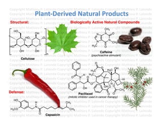 Copyright	
  Mathieu	
  P.	
  Lalonde	
  Copyright	
  Mathieu	
  P.	
  Lalonde	
  Copyright	
  Mathieu	
  P.	
  Lalonde	
  
                      Plant-­‐Derived	
  Natural	
  Products	
  
Copyright	
  Mathieu	
  P.	
  Lalonde	
  Copyright	
  Mathieu	
  P.	
  Lalonde	
  Copyright	
  Mathieu	
  P.	
  Lalonde	
  
Copyright	
  Mathieu	
  P.	
  Lalonde	
  Copyright	
  Mathieu	
  P.	
  Lalonde	
  Copyright	
  Mathieu	
  P.	
  Lalonde	
  
 Structural:                                     Biologically Active Natural Compounds
Copyright	
  Mathieu	
  P.	
  Lalonde	
  Copyright	
  Mathieu	
  P.	
  Lalonde	
  Copyright	
  Mathieu	
  P.	
  Lalonde	
  
Copyright	
  Mathieu	
  P.	
  Lalonde	
  Copyright	
  Mathieu	
  P.	
  Lalonde	
  CH3
                                                                                   Copyright	
  Mathieu	
  P.	
  Lalonde	
  
Copyright	
  Mathieu	
  P.	
  Lalonde	
  Copyright	
  Mathieu	
  P.	
  Lalonde	
  N opyright	
  Mathieu	
  P.	
  Lalonde	
  
   HO
                  OH                                                       N
                                                                                   C O
Copyright	
  HOathieu	
  P.	
  Lalonde	
  Copyright	
  Mathieu	
  P.	
  Lalonde	
  Copyright	
  Mathieu	
  P.	
  Lalonde	
  
              M            O
        O                                                                             N
Copyright	
  Mathieu	
  P.	
  Lalonde	
  Copyright	
  Mathieu	
  P.	
  Lalonde	
  Copyright	
  Mathieu	
  P.	
  Lalonde	
  
                                                                           N             CH3
                     O
Copyright	
  Mathieu	
  P.	
  Lalonde	
  Copyright	
  Mathieu	
  P.	
  Lalonde	
  O opyright	
  Mathieu	
  P.	
  Lalonde	
  
HO            O                                                         H3C        C
Copyright	
  Mathieu	
  P.	
  Lalonde	
  Copyright	
  Mathieu	
  P.	
  Lalonde	
  Copyright	
  Mathieu	
  P.	
  Lalonde	
  
      OH          OH                                                         Caffeine
                                 n
Copyright	
  Mathieu	
  P.	
  Lalonde	
  Copyright	
  Mathieu	
  P.	
  Lalonde	
  Copyright	
  
                                                                      (psychoactive stimulant) Mathieu	
  P.	
  Lalonde	
  
       Cellulose
Copyright	
  Mathieu	
  P.	
  Lalonde	
  Copyright	
  Mathieu	
  P.	
  Lalonde	
  Copyright	
  Mathieu	
  P.	
  Lalonde	
  
                                                                          O
Copyright	
  Mathieu	
  P.	
  Lalonde	
  Copyright	
  Mathieu	
  P.	
  Lalonde	
  Copyright	
  Mathieu	
  P.	
  Lalonde	
  
                                                                             O
Copyright	
  Mathieu	
  P.	
  Lalonde	
  Copyright	
  Mathieu	
  P.	
  L3alonde	
  Copyright	
  Mathieu	
  P.	
  Lalonde	
  
                                                                     H C             H3C
                                                                                          OH

Copyright	
  Mathieu	
  P.	
  Lalonde	
  Copyright	
  Mathieu	
  P.	
  3Lalonde	
  Copyright	
  Mathieu	
  P.	
  Lalonde	
  
                                                              H H C
                                                  O       N      O
Copyright	
  Mathieu	
  P.	
  Lalonde	
  Copyright	
  Mathieu	
  P.	
  Lalonde	
  Copyright	
  Mathieu	
  P.	
  Lalonde	
  
                                                                                                H
Copyright	
  Mathieu	
  P.	
  Lalonde	
  Copyright	
  Mathieu	
  P.	
  Lalonde	
  Copyright	
  Mathieu	
  P.	
  Lalonde	
  
                                                                    O                   H    O
                                                                               OH O O
Copyright	
  Mathieu	
  P.	
  Lalonde	
  Copyright	
  Mathieu	
  P.	
  Lalonde	
  Copyright	
  Mathieu	
  P.	
  Lalonde	
  
                                                             OH
                                                                                             CH3
Defense: Mathieu	
  P.	
  Lalonde	
  Copyright	
  Mathieu	
  P.	
  Lalonde	
  Copyright	
  Mathieu	
  P.	
  Lalonde	
  
Copyright	
                                               Paclitaxel                 O O
Copyright	
  Mathieu	
  P.	
  Lalonde	
  Copyright	
  Mathieu	
  P.	
  Lalonde	
  Copyright	
  Mathieu	
  P.	
  Lalonde	
  
                                                (mitotic inhibitor used in cancer therapy)
   HO
Copyright	
  Mathieu	
  P.	
  Lalonde	
  Copyright	
  Mathieu	
  P.	
  Lalonde	
  Copyright	
  Mathieu	
  P.	
  Lalonde	
  
                   H                          CH3
Copyright	
  Mathieu	
  P.	
  Lalonde	
  Copyright	
  Mathieu	
  P.	
  Lalonde	
  Copyright	
  Mathieu	
  P.	
  Lalonde	
  
                   N
 H3CO                                            CH
Copyright	
  Mathieu	
  P.	
  Lalonde	
  Copyright	
  3 athieu	
  P.	
  Lalonde	
  Copyright	
  Mathieu	
  P.	
  Lalonde	
  
                                                       M
                     O
Copyright	
  Mathieu	
  P.	
  LCapsaicinopyright	
  Mathieu	
  P.	
  Lalonde	
  Copyright	
  Mathieu	
  P.	
  Lalonde	
  	
  
                                alonde	
  C
 