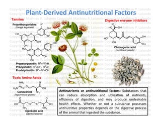 Copyright	
  Mathieu	
  P.	
  Lalonde	
  Copyright	
  Mathieu	
  P.	
  Lalonde	
  Copyright	
  Mathieu	
  P.	
  Lalonde	
  
               Plant-­‐Derived	
  An3nutri3onal	
  Factors	
  
Copyright	
  Mathieu	
  P.	
  Lalonde	
  Copyright	
  Mathieu	
  P.	
  Lalonde	
  Copyright	
  Mathieu	
  P.	
  Lalonde	
  
Copyright	
  Mathieu	
  P.	
  Lalonde	
  Copyright	
  Mathieu	
  P.	
  Lalonde	
  Copyright	
  enzyme inhibitors
 Tannins                                                                                   Digestive
                                                                                                          Mathieu	
  P.	
  Lalonde	
  
Copyright	
  Mathieu	
  P.	
  Lalonde	
  Copyright	
  Mathieu	
  P.	
  Lalonde	
  Copyright	
  Mathieu	
  P.	
  Lalonde	
  
  Proanthocyanidins          R1                                                                   O
Copyright	
  Mathieu	
  P.	
  Lalonde	
  Copyright	
  Mathieu	
  P.	
  Lalonde	
  Copyright	
  Mathieu	
  P.	
  Lalonde	
  
     (forage legumes)             OH                                                           HO      OH

Copyright	
  Mathieu	
  P.	
  Lalonde	
  Copyright	
  Mathieu	
  P.	
  Lalonde	
  Copyright	
  Mathieu	
  P.	
  Lalonde	
  
    HO             O
                                                                                                            O
Copyright	
  Mathieu	
  P.	
  Lalonde	
  Copyright	
  Mathieu	
  P.	
  Lalonde	
  HO     Copyright	
  Mathieu	
  P.	
  Lalonde	
  
                                   R 2
                                                                                                                             OH
                                                                                                        O
Copyright	
  Mathieu	
  P.	
  Lalonde	
  Copyright	
  Mathieu	
  P.	
  Lalonde	
  Copyright	
  Mathieu	
  P.	
  Lalonde	
  
                          OH
                                        OH                                                        OH
                                                                                                                             OH
Copyright	
  Mathieu	
  P.	
  Lalonde	
  Copyright	
  Mathieu	
  P.	
  Lalonde	
  Copyright	
  Mathieu	
  P.	
  Lalonde	
  
             OH
                                                                                                    Chlorogenic acid
           HO             O
Copyright	
  Mathieu	
  P.	
  Lalonde	
  Copyright	
  Mathieu	
  P.	
  Lalonde	
  Copyright	
  Mathieu	
  P.	
  Lalonde	
  
                                                                                                     (sunflower seeds)

Copyright	
  Mathieu	
  P.	
  Lalonde	
  Copyright	
  Mathieu	
  P.	
  Lalonde	
  Copyright	
  Mathieu	
  P.	
  Lalonde	
  
                                OH
Copyright	
  Mathieu	
  P.	
  Lalonde	
  Copyright	
  Mathieu	
  P.	
  Lalonde	
  Copyright	
  Mathieu	
  P.	
  Lalonde	
  
                   OH
Copyright	
  Mathieu	
  1=R2alonde	
  Copyright	
  Mathieu	
  P.	
  Lalonde	
  Copyright	
  Mathieu	
  P.	
  Lalonde	
  
      Propelargonidin: R P.	
  L =H
      Procyanidin: R1=OH, R2=H
Copyright	
  Mathieu	
  P.	
  Lalonde	
  Copyright	
  Mathieu	
  P.	
  Lalonde	
  Copyright	
  Mathieu	
  P.	
  Lalonde	
  
      Prodelphinidin: R1=R2=OH
Copyright	
  Mathieu	
  P.	
  Lalonde	
  Copyright	
  Mathieu	
  P.	
  Lalonde	
  Copyright	
  Mathieu	
  P.	
  Lalonde	
  
Copyright	
  Mathieu	
  P.	
  Lalonde	
  Copyright	
  Mathieu	
  P.	
  Lalonde	
  Copyright	
  Mathieu	
  P.	
  Lalonde	
  
  Toxic Amino Acids
Copyright	
  Mathieu	
  P.	
  Lalonde	
  Copyright	
  Mathieu	
  P.	
  Lalonde	
  Copyright	
  Mathieu	
  P.	
  Lalonde	
  
         NH2                O

Copyright	
  O athieu	
  P.	
  Lalonde	
  Copyright	
  Mathieu	
  P.	
  Lalonde	
  Copyright	
  Mathieu	
  P.	
  Lalonde	
  
  H2N       N M               OH
                                           An3nutrients	
   or	
   an3nutri3onal	
   factors:	
   Substances	
   that	
  
Copyright	
  Mathieu	
  P.	
  Lalonde	
  Copyright	
  Mathieu	
  P.	
  Lalonde	
  Copyright	
  Mathieu	
  P.	
  Lalonde	
  
       Canavanine NH2
   (leguminous plants)                     can	
   reduce	
   absorpFon	
   and	
   uFlizaFon	
   of	
   nutrients,	
  
Copyright	
  Mathieu	
  P.	
  Lalonde	
  Copyright	
  Mathieu	
  P.	
  Lalonde	
  Copyright	
  Mathieu	
  P.	
  Lalonde	
  
Copyright	
  Mathieu	
  P.	
  Lalonde	
  Copyright	
  Mathieu	
  P.	
  Lalonde	
  Cmay	
   produce	
   undesirable	
  
                                           eﬃciency	
   of	
   digesFon,	
   and	
   opyright	
  Mathieu	
  P.	
  Lalonde	
  
         O                       O


Copyright	
  Mathieu	
  P.	
  Lalonde	
  Copyright	
  Mathieu	
  P.	
  Lalonde	
  not	
   a	
   substance	
   possesses	
  
   HO             S      S           OH    health	
   eﬀects.	
   Whether	
   or	
   Copyright	
  Mathieu	
  P.	
  Lalonde	
  
            NH2                NH          anFnutriFve	
   properFes	
   depends	
   on	
   the	
   digesFve	
   process	
  
Copyright	
  Djenkolic acid Lalonde	
  Copyright	
  Mathieu	
  P.	
  Lalonde	
  Copyright	
  Mathieu	
  P.	
  Lalonde	
  
               Mathieu	
  P.	
   2
                                           of	
  the	
  animal	
  that	
  ingested	
  the	
  substance.	
  
Copyright	
  Mathieu	
  P.	
  Lalonde	
  Copyright	
  Mathieu	
  P.	
  Lalonde	
  Copyright	
  Mathieu	
  P.	
  Lalonde	
  	
  
               (djenkol beans)
 