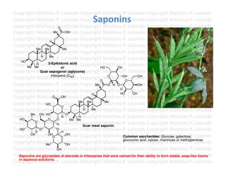 Copyright	
  Mathieu	
  P.	
  Lalonde	
  Copyright	
  Mathieu	
  P.	
  Lalonde	
  Copyright	
  Mathieu	
  P.	
  Lalonde	
  
                                                   Saponins	
  
Copyright	
  Mathieu	
  P.	
  Lalonde	
  Copyright	
  Mathieu	
  P.	
  Lalonde	
  Copyright	
  Mathieu	
  P.	
  Lalonde	
  
Copyright	
  Mathieu	
  P.	
  Lalonde	
  Copyright	
  Mathieu	
  P.	
  Lalonde	
  Copyright	
  Mathieu	
  P.	
  Lalonde	
  
                            O
Copyright	
  Mathieu	
  P.	
  Lalonde	
  Copyright	
  Mathieu	
  P.	
  Lalonde	
  Copyright	
  Mathieu	
  P.	
  Lalonde	
  
                       Me          OH

Copyright	
  Mathieu	
  P.	
  Lalonde	
  Copyright	
  Mathieu	
  P.	
  Lalonde	
  Copyright	
  Mathieu	
  P.	
  Lalonde	
  
                    H
Copyright	
  Mathieu	
  P.	
  Lalonde	
  Copyright	
  Mathieu	
  P.	
  Lalonde	
  Copyright	
  Mathieu	
  P.	
  Lalonde	
  
             Me Me               Me
Copyright	
  Mathieu	
  P.	
  Lalonde	
  Copyright	
  Mathieu	
  P.	
  Lalonde	
  Copyright	
  Mathieu	
  P.	
  Lalonde	
  
Copyright	
  MH Me P.	
  Lalonde	
  Copyright	
  Mathieu	
  P.	
  Lalonde	
  Copyright	
  Mathieu	
  P.	
  Lalonde	
  
    HO
                athieu	
  
Copyright	
  Mathieu	
  P.	
  oralonde	
  Copyright	
  Mathieu	
  P.	
  Lalonde	
  Copyright	
  Mathieu	
  P.	
  Lalonde	
  
       Me Me
              H                 L
                   3-Epikatonic acid
                                                      HO        OH
Copyright	
  MGuar sapogenin (aglycone)
                athieu	
  P.	
  Lalonde	
  Copyright	
  Mathieu	
  P.	
  Lalonde	
  Copyright	
  Mathieu	
  P.	
  Lalonde	
  
                     triterpene (C30)
Copyright	
  Mathieu	
  P.	
  Lalonde	
  Copyright	
  Mathieu	
  OH Lalonde	
  Copyright	
  Mathieu	
  P.	
  Lalonde	
  
                                                      O
                                                           O
                                                                     PO
                                                                      .	
       OH

Copyright	
  Mathieu	
  P.	
  Lalonde	
  Copyright	
  Mathieu	
  P.	
  Lalonde	
  Copyright	
  Mathieu	
  P.	
  Lalonde	
  
                                                   Me      O H O                OH

Copyright	
  Mathieu	
  P.	
  Lalonde	
  Copyright	
  Mathieu	
  P.	
  Lalonde	
  Copyright	
  Mathieu	
  P.	
  Lalonde	
  
                                                                 H
                                                                 HO          OH
                                                 H
Copyright	
  Mathieu	
   Lalonde	
  Copyright	
  Mathieu	
  P.	
  Lalonde	
  Copyright	
  Mathieu	
  P.	
  Lalonde	
  
                       O P.	
  OH

Copyright	
  Mathieu	
  P.	
  Lalonde	
  Copyright	
  Mathieu	
  P.	
  Lalonde	
  Copyright	
  Mathieu	
  P.	
  Lalonde	
  
                  HO
                                         Me Me            Me
                                O
Copyright	
  Mathieu	
  P.	
  Lalonde	
  Copyright	
  Mathieu	
  P.	
  Lalonde	
  Copyright	
  Mathieu	
  P.	
  Lalonde	
  
                                              H  Me

Copyright	
  Mathieu	
  P.	
  Halonde	
  Copyright	
  Mathieu	
  P.	
  Lalonde	
  Copyright	
  Mathieu	
  P.	
  Lalonde	
  
         Me OH HO
   HO              O       O
                                LO       H
                                     Me Me
Copyright	
  Mathieu	
  P.	
  Lalonde	
  CGuar meal saponin
           O
                           H                  opyright	
  Mathieu	
  P.	
  Lalonde	
  Copyright	
  Mathieu	
  P.	
  Lalonde	
  
Copyright	
  H Oathieu	
  P.	
  Halonde	
  Copyright	
  Mathieu	
  P.	
  Lalonde	
  Copyright	
  Mathieu	
  P.	
  Lalonde	
  
   HO        M             O L

Copyright	
  Mathieu	
  P.	
  Lalonde	
  Copyright	
  Mathieu	
  P.	
  Lalonde	
  Copyright	
  Mathieu	
  P.	
  Lalonde	
  
         OH        OH
                       O
                                   OH
                                                                     Common saccharides: Glucose, galactose,
                                                                     glucuronic acid, xylose, rhamnose or methylpentose
Copyright	
  Mathieu	
  P.	
  Lalonde	
  Copyright	
  Mathieu	
  P.	
  Lalonde	
  Copyright	
  Mathieu	
  P.	
  Lalonde	
  
                  Me               OH
Copyright	
  Mathieu	
  P.	
  Lalonde	
  Copyright	
  Mathieu	
  P.	
  Lalonde	
  Copyright	
  Mathieu	
  P.	
  Lalonde	
  
                           OH

Copyright	
  areathieu	
  P.	
  ofalonde	
  oropyright	
  Mathieu	
  P.	
  Lalonde	
  ability to form Mathieu	
  P.	
  Lalonde	
  
  Saponins M glycosides L steroids C triterpenes that were named for their Copyright	
   stable, soap-like foams
Copyright	
  Mathieu	
  P.	
  Lalonde	
  Copyright	
  Mathieu	
  P.	
  Lalonde	
  Copyright	
  Mathieu	
  P.	
  Lalonde	
  	
  
  in aqueous solutions.
 