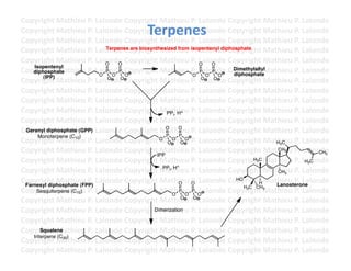 Copyright	
  Mathieu	
  P.	
  Lalonde	
  Copyright	
  Mathieu	
  P.	
  Lalonde	
  Copyright	
  Mathieu	
  P.	
  Lalonde	
  
                                                   Terpenes	
  
Copyright	
  Mathieu	
  P.	
  Lalonde	
  Copyright	
  Mathieu	
  P.	
  Lalonde	
  Copyright	
  Mathieu	
  P.	
  Lalonde	
  
Copyright	
  Mathieu	
  P.	
  Lalonde	
  Copyright	
  Mathieu	
  P.	
  Lalonde	
  Copyright	
  Mathieu	
  P.	
  Lalonde	
  
Copyright	
  Mathieu	
  P.	
  Lalonde	
  Copyright	
  Mathieu	
  isopentenyl diphosphate Mathieu	
  P.	
  Lalonde	
  
                                    Terpenes are biosynthesized from P.	
  Lalonde	
  Copyright	
  

Copyright	
  Mathieu	
  P.	
  Lalonde	
  Copyright	
  Mathieu	
  P.	
  Lalonde	
  Copyright	
  Mathieu	
  P.	
  Lalonde	
  
                                    O    O                                 O    O
    Isopentenyl
Copyright	
  Mathieu	
  P.	
  Lalonde	
  Copyright	
  Mathieu	
  P.	
  Lalonde	
  Copyright	
  Mathieu	
  P.	
  Lalonde	
  
    diphosphate
                                  O
                                    P
                                       O
                                         P
                                            O                          O
                                                                           P
                                                                              O
                                                                                P
                                                                                   O
                                                                                       Dimethylallyl
                                                                                       diphosphate
         (IPP)
Copyright	
  Mathieu	
  P.	
  Lalonde	
  Copyright	
  Mathieu	
  P.	
  Lalonde	
  Copyright	
  Mathieu	
  P.	
  Lalonde	
  
                                     O    O                                 O    O

Copyright	
  Mathieu	
  P.	
  Lalonde	
  Copyright	
  Mathieu	
  P.	
  Lalonde	
  Copyright	
  Mathieu	
  P.	
  Lalonde	
  
Copyright	
  Mathieu	
  P.	
  Lalonde	
  Copyright	
  Mathieu	
  P.	
  Lalonde	
  Copyright	
  Mathieu	
  P.	
  Lalonde	
  
Copyright	
  Mathieu	
  P.	
  Lalonde	
  Copyright	
  MPPi, H+ P.	
  Lalonde	
  Copyright	
  Mathieu	
  P.	
  Lalonde	
  
                                                            athieu	
  
Copyright	
  Mathieu	
  P.	
  Lalonde	
  Copyright	
  Mathieu	
  P.	
  Lalonde	
  Copyright	
  Mathieu	
  P.	
  Lalonde	
  
Copyright	
  Mathieu	
  P.	
  Lalonde	
  Copyright	
  MO O P.	
  Lalonde	
  Copyright	
  Mathieu	
  P.	
  Lalonde	
  
 Geranyl diphosphate (GPP)                                  athieu	
  
                                                            P     P
       Monoterpene (C10)
Copyright	
  Mathieu	
  P.	
  Lalonde	
  Copyright	
  O athieu	
  P.	
  Lalonde	
  Copyright	
  Mathieu	
  P.	
  Lalonde	
  
                                                         MO O O O                                    H3C
Copyright	
  Mathieu	
  P.	
  Lalonde	
  Copyright	
  Mathieu	
  P.	
  Lalonde	
  Copyright	
  Mathieu	
  P.	
  Lalonde	
  
                                                        IPP
                                                                                                     CH3
                                                                                                                        CH3
Copyright	
  Mathieu	
  P.	
  Lalonde	
  Copyright	
  Mathieu	
  P.	
  Lalonde	
  Copyright	
  Mathieu	
  P.	
  LH3C
                                                                                              H3C                   alonde	
  
                                                                 +
Copyright	
  Mathieu	
  P.	
  Lalonde	
  Copyright	
  Mathieu	
  P.	
  Lalonde	
  Copyright	
  Mathieu	
  P.	
  Lalonde	
  
                                                          PPi, H
                                                                                                     CH3

Copyright	
  Mathieu	
  P.	
  Lalonde	
  Copyright	
  Mathieu	
  P.	
  Lalonde	
  Copyright	
  Mathieu	
  P.	
  Lalonde	
  
 Farnesyl diphosphate (FPP)                                       O    O
                                                                                        HO
                                                                                                 H   Lanosterone
                                                                                           H3C CH3
Copyright	
  Mathieu	
  P.	
  Lalonde	
  Copyright	
  Mathieu	
  P.	
  O alonde	
  Copyright	
  Mathieu	
  P.	
  Lalonde	
  
      Sesquiterpene (C15)
                                                              O
                                                                  P
                                                                     O
                                                                       P L

Copyright	
  Mathieu	
  P.	
  Lalonde	
  Copyright	
  Mathieu	
  P.	
  Lalonde	
  Copyright	
  Mathieu	
  P.	
  Lalonde	
  
                                                                   O    O

Copyright	
  Mathieu	
  P.	
  Lalonde	
  Copyright	
  Mathieu	
  P.	
  Lalonde	
  Copyright	
  Mathieu	
  P.	
  Lalonde	
  
                                                       Dimerization

Copyright	
  Mathieu	
  P.	
  Lalonde	
  Copyright	
  Mathieu	
  P.	
  Lalonde	
  Copyright	
  Mathieu	
  P.	
  Lalonde	
  
Copyright	
  Mathieu	
  P.	
  Lalonde	
  Copyright	
  Mathieu	
  P.	
  Lalonde	
  Copyright	
  Mathieu	
  P.	
  Lalonde	
  
        Squalene
    triterpene (C )
Copyright	
  M30 athieu	
  P.	
  Lalonde	
  Copyright	
  Mathieu	
  P.	
  Lalonde	
  Copyright	
  Mathieu	
  P.	
  Lalonde	
  
Copyright	
  Mathieu	
  P.	
  Lalonde	
  Copyright	
  Mathieu	
  P.	
  Lalonde	
  Copyright	
  Mathieu	
  P.	
  Lalonde	
  	
  
 