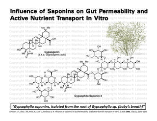 Copyright	
  Mathieu	
  P.	
  Lalonde	
  Copyright	
  Mathieu	
  P.	
  Lalonde	
  Copyright	
  Mathieu	
  P.	
  Lalonde	
  
Copyright	
  Mathieu	
  P.	
  Lalonde	
  Copyright	
  Mathieu	
  P.	
  Lalonde	
  Copyright	
  Mathieu	
  P.	
  Lalonde	
  
Copyright	
  Mathieu	
  P.	
  Lalonde	
  Copyright	
  Mathieu	
  P.	
  Lalonde	
  Copyright	
  Mathieu	
  P.	
  Lalonde	
  
Copyright	
  Mathieu	
  P.	
  Lalonde	
  Copyright	
  Mathieu	
  P.	
  Lalonde	
  Copyright	
  Mathieu	
  P.	
  Lalonde	
  
Copyright	
  Mathieu	
  P.	
  Lalonde	
  Copyright	
  Mathieu	
  P.	
  Lalonde	
  Copyright	
  Mathieu	
  P.	
  Lalonde	
  
                                                    Me Me
Copyright	
  Mathieu	
  P.	
  Lalonde	
  Copyright	
  Mathieu	
  P.	
  Lalonde	
  Copyright	
  Mathieu	
  P.	
  Lalonde	
  
Copyright	
  Mathieu	
  H .	
  Lalonde	
  Copyright	
  Mathieu	
  P.	
  Lalonde	
  Copyright	
  Mathieu	
  P.	
  Lalonde	
  
                                             P
                                                                      OH
Copyright	
  Mathieu	
  P.	
  Lalonde	
  Copyright	
  Mathieu	
  P.	
  Lalonde	
  Copyright	
  Mathieu	
  P.	
  Lalonde	
  
                                    Me Me
Copyright	
  Mathieu	
  Me Lalonde	
  Copyright	
  Mathieu	
  P.	
  Lalonde	
  Copyright	
  Mathieu	
  P.	
  Lalonde	
  
                                      H      P.	
             O
                                                                                                                             OH
Copyright	
  Mathieu	
  P.	
  Lalonde	
  Copyright	
  Mathieu	
  P.	
  Lalonde	
  COH
             HO                                                                                                         HO            opyright	
  Mathieu	
  P.	
  Lalonde	
  
                                    H                    Gypsogenin
Copyright	
  Mathieu	
  P.	
  Lalonde	
  Copyright	
  Mathieu	
  P.	
  Lalonde	
  Copyright	
  Mathieu	
  P.	
  Lalonde	
  
                          Me          H    (a.k.a. Gypsogenic acid)                                             HO
Copyright	
  Mathieu	
  P.	
  Lalonde	
  Copyright	
  Mathieu	
  P.	
  Lalonde	
  CO
                                  O                                                                                          O
                                                                                                                                  H opyright	
  Mathieu	
  P.	
  Lalonde	
  
                                                                                                                                                         H
                                                                                                                                                                 OH
                                                                                                                                                                                            H
                                                                                                                                                                                               OH

Copyright	
  Mathieu	
  P.	
  Lalonde	
  Copyright	
  Mathieu	
  Me Lalonde	
  Copyright	
  Mathieu	
  P.	
  LOH
                                                                                                          Me
                                                                                                               P.	
         HO                   O                                  O
                                                                                                                                                                                                            alonde	
  
Copyright	
  Mathieu	
  P.	
  Lalonde	
  Copyright	
  Mathieu	
  P.	
  Lalonde	
  CO CHO Mathieu	
  P.	
  LOH
                                                                                                    H                        O
                                                                                                                                      opyright	
                                    OH
                                                                                                                                                                                            O               alonde	
  
                                                                                                                                                          3
Copyright	
  Mathieu	
  P.	
  Lalonde	
  Copyright	
  Mathieu	
  P.	
  Lalonde	
  COH
                                                         H
                                                            O              OH
                                                                                                                         O
                                                                                                                                  H opyright	
  Mathieu	
  P.	
  Lalonde	
  
                                                                                          Me Me
Copyright	
  Mathieu	
  P.	
  Lalonde	
  Copyright	
  Mathieu	
  P.	
  Lalonde	
  Copyright	
  Mathieu	
  P.	
  Lalonde	
  
                                    HO
                                                   O
                                                         O
                                                                           O                                       O       O
Copyright	
  Mathieu	
  P.	
  Lalonde	
  Copyright	
  Mathieu	
  P.	
  Lalonde	
  COH       H       Me                                opyright	
  Mathieu	
  P.	
  Lalonde	
  
Copyright	
  Mathieu	
  P.	
  Lalonde	
  Copyright	
  Mathieu	
  P.	
  Lalonde	
  Copyright	
  Mathieu	
  P.	
  Lalonde	
  
                                    HO
                                                   H
                                                         O
                                                                           H
                                                                                   O
                                                                                          H
                                                                                                                             Me
                                         HO                 H                        Me     H
Copyright	
  Mathieu	
  P.	
  Lalonde	
  Copyright	
  Mathieu	
  P.	
  Lalonde	
  Copyright	
  Mathieu	
  P.	
  Lalonde	
  
                                                         O          O                   O
                                       HO
Copyright	
  Mathieu	
  P.	
  Lalonde	
  Copyright	
  MGypsophila Lalonde	
  Copyright	
  Mathieu	
  P.	
  Lalonde	
  
                                                                                                 athieu	
  P.	
   Saponin 3
Copyright	
  Mathieu	
  P.	
  Lalonde	
  Copyright	
  Mathieu	
  P.	
  Lalonde	
  Copyright	
  Mathieu	
  P.	
  Lalonde	
  
                                         HO                         OH
                                                         OH
Copyright	
  Mathieu	
  P.	
  Lalonde	
  Copyright	
  Mathieu	
  P.	
  Lalonde	
  Copyright	
  Mathieu	
  P.	
  Lalonde	
  
Copyright	
  Mathieu	
  P.	
  Lalonde	
  Copyright	
  Mathieu	
  P.	
  Lf	
  Gypsophylla	
  sp.	
  Mathieu	
  P.	
  Lalonde	
  
   “Gypsophylla	
  saponins,	
  isolated	
  from	
  the	
  root	
  o alonde	
  Copyright	
   (baby’s	
  breath)”	
  
Johnson,	
  I.	
  T.;	
  Gee,	
  JMathieu	
  PC.;	
  Falonde	
  nﬂuence	
  of	
  Saponins	
  on	
  athieu	
  P and	
  AcFve	
  Nutrient	
  Transport	
  In	
  Vitro.	
  	
  J.	
  Nutr.	
  1986,	
  1P Lalonde	
  	
  
Copyright	
  .	
  M.;	
  Price,	
  K.;	
  Curl,	
  .	
  Lenwick,	
  G.	
  R.	
  I Copyright	
  M Gut	
  Permeability	
  Lalonde	
  Copyright	
  Mathieu	
   16(11),	
  2270–2277.	
  
                                                                                                                  .	
                                                                                 .	
  
 