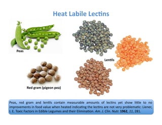 Heat	
  Labile	
  Lec3ns	
  



       Peas	
  

                                                                                                Len3ls	
  




                  Red	
  gram	
  (pigeon	
  pea)	
  



Peas,	
   red	
   gram	
   and	
   lenFls	
   contain	
   measurable	
   amounts	
   of	
   lecFns	
   yet	
   show	
   liYle	
   to	
   no	
  
improvements	
  in	
  food	
  value	
  when	
  heated	
  indicaFng	
  the	
  lecFns	
  are	
  not	
  very	
  problemaFc:	
  Liener,	
  
I.	
  E.	
  Toxic	
  Factors	
  in	
  Edible	
  Legumes	
  and	
  their	
  EliminaFon.	
  Am.	
  J.	
  Clin.	
  Nutr.	
  1962,	
  11,	
  281.	
  
 