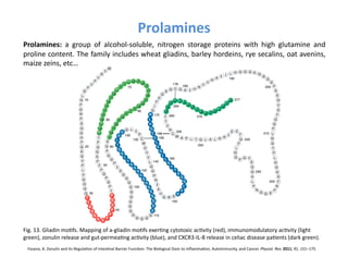 Prolamines	
  
Prolamines:	
   a	
   group	
   of	
   alcohol-­‐soluble,	
   nitrogen	
   storage	
   proteins	
   with	
   high	
   glutamine	
   and	
  
proline	
  content.	
  The	
  family	
  includes	
  wheat	
  gliadins,	
  barley	
  hordeins,	
  rye	
  secalins,	
  oat	
  avenins,	
  
maize	
  zeins,	
  etc…	
  




Fig.	
  13.	
  Gliadin	
  moFfs.	
  Mapping	
  of	
  a-­‐gliadin	
  moFfs	
  exerFng	
  cytotoxic	
  acFvity	
  (red),	
  immunomodulatory	
  acFvity	
  (light	
  
green),	
  zonulin	
  release	
  and	
  gut-­‐permeaFng	
  acFvity	
  (blue),	
  and	
  CXCR3-­‐IL-­‐8	
  release	
  in	
  celiac	
  disease	
  paFents	
  (dark	
  green).	
  
  Fasano,	
  A.	
  Zonulin	
  and	
  Its	
  RegulaFon	
  of	
  IntesFnal	
  Barrier	
  FuncFon:	
  The	
  Biological	
  Door	
  to	
  InﬂammaFon,	
  Autoimmunity,	
  and	
  Cancer.	
  Physiol.	
  Rev.	
  2011,	
  91,	
  151–175.	
  
 