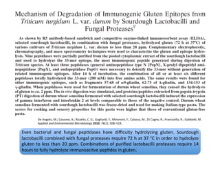 De	
  Angelis,	
  M.;	
  Cassone,	
  A.;	
  Rizzello,	
  C.	
  G.;	
  Gagliardi,	
  F.;	
  Minervini,	
  F.;	
  Calasso,	
  M.;	
  Di	
  Cagno,	
  R.;	
  Francavilla,	
  R.;	
  Gobbex,	
  M.	
  
            Applied	
  and	
  Environmental	
  Microbiology	
  2010,	
  76(2),	
  508–518.	
  

Even	
   bacterial	
   and	
   fungal	
   pepFdases	
   have	
   diﬃculty	
   hydrolyzing	
   gluten.	
   Sourdough	
  
lactobacilli	
  combined	
  with	
  fungal	
  proteases	
  require	
  72	
  h	
  at	
  37	
  °C	
  in	
  order	
  to	
  hydrolyze	
  
gluten	
   to	
   less	
   than	
   20	
   ppm.	
   CombinaFons	
   of	
   puriﬁed	
   lactobacilli	
   proteases	
   require	
   14	
  
hours	
  to	
  fully	
  hydrolyze	
  immunoacitve	
  pepFdes	
  in	
  gluten.	
  
 