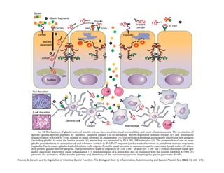 Fasano,	
  A.	
  Zonulin	
  and	
  Its	
  RegulaFon	
  of	
  IntesFnal	
  Barrier	
  FuncFon:	
  The	
  Biological	
  Door	
  to	
  InﬂammaFon,	
  Autoimmunity,	
  and	
  Cancer.	
  Physiol.	
  Rev.	
  2011,	
  91,	
  151–175.	
  
 