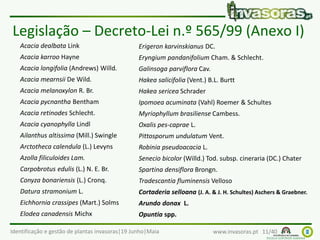Identificação e gestão de plantas invasoras|19 Junho|Maia www.invasoras.pt 11/40
Acacia dealbata Link
Acacia karroo Hayne
Acacia longifolia (Andrews) Willd.
Acacia mearnsii De Wild.
Acacia melanoxylon R. Br.
Acacia pycnantha Bentham
Acacia retinodes Schlecht.
Acacia cyanophylla Lindl
Ailanthus altissima (Mill.) Swingle
Arctotheca calendula (L.) Levyns
Azolla filiculoides Lam.
Carpobrotus edulis (L.) N. E. Br.
Conyza bonariensis (L.) Cronq.
Datura stramonium L.
Eichhornia crassipes (Mart.) Solms
Elodea canadensis Michx
Erigeron karvinskianus DC.
Eryngium pandanifolium Cham. & Schlecht.
Galinsoga parviflora Cav.
Hakea salicifolia (Vent.) B.L. Burtt
Hakea sericea Schrader
Ipomoea acuminata (Vahl) Roemer & Schultes
Myriophyllum brasiliense Cambess.
Oxalis pes-caprae L.
Pittosporum undulatum Vent.
Robinia pseudoacacia L.
Senecio bicolor (Willd.) Tod. subsp. cineraria (DC.) Chater
Spartina densiflora Brongn.
Tradescantia fluminensis Velloso
Cortaderia selloana (J. A. & J. H. Schultes) Aschers & Graebner.
Arundo donax L.
Opuntia spp.
Legislação – Decreto-Lei n.º 565/99 (Anexo I)
 