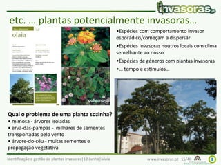 Identificação e gestão de plantas invasoras|19 Junho|Maia www.invasoras.pt 15/40
etc. … plantas potencialmente invasoras…
polígono-de-jardim
lantana
Qual o problema de uma planta sozinha?
• mimosa - árvores isoladas
• erva-das-pampas - milhares de sementes
transportadas pelo vento
• árvore-do-céu - muitas sementes e
propagação vegetativa
•Espécies com comportamento invasor
esporádico/começam a dispersar
•Espécies Invasoras noutros locais com clima
semelhante ao nosso
•Espécies de géneros com plantas invasoras
•… tempo e estímulos…
 