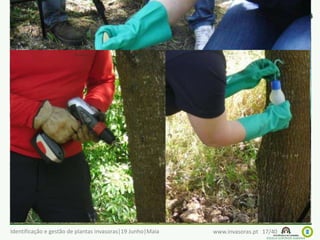 Identificação e gestão de plantas invasoras|19 Junho|Maia www.invasoras.pt 17/40
Principais Metodologias de Controlo de Plantas Invasoras
• Arranque manual
• Descasque **
• Corte simples
• Corte com aplicação de fitocidas **
• Injecção de fitocidas **
• Aplicação foliar de fitocidas
• Controlo biológico
• Fogo controlado
• Solarização; Ensombramento; Inundação
• Controlo integrado
• ... Vídeos e informação: http://invasoras.uc.pt/controlo/
 