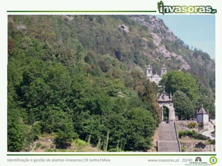 Identificação e gestão de plantas invasoras|19 Junho|Maia www.invasoras.pt 20/40
austrália (Acacia melanoxylon) – Austrália
Invade principalmente vales e zonas montanhosas,
margens de cursos de água e vias de comunicação
 