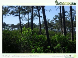 Identificação e gestão de plantas invasoras|19 Junho|Maia www.invasoras.pt 21/40
acácia-de-espigas (Acacia longifolia) – Austrália
Invade principalmente dunas costeiras, cabos e margens
de linhas de água
 