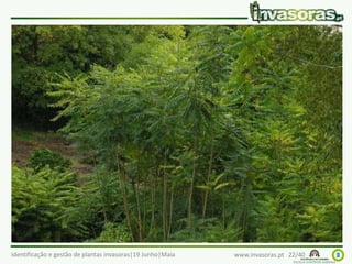 Identificação e gestão de plantas invasoras|19 Junho|Maia www.invasoras.pt 22/40
espanta-lobos (Ailanthus altissima) – China
Invade principalmente junto a vias de comunicação, áreas
perturbadas, espaços urbanos; tem aumentado em
florestas ribeirinhas
 