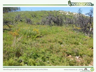 Identificação e gestão de plantas invasoras|19 Junho|Maia www.invasoras.pt 23/40
háquea-picante (Hakea sericea) – Austrália
Invade principalmente áreas perturbadas ou semi-
naturais, junto a áreas onde foi plantada (e.g., sebes)
 