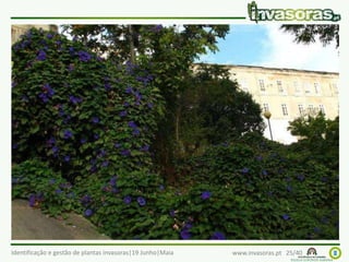 Identificação e gestão de plantas invasoras|19 Junho|Maia www.invasoras.pt 25/40
bons-dias (Ipomoea acuminata) – regiões
tropicais do mundo
Invade principalmente áreas perturbadas (e.g., edifícios
abandonados) e taludes onde foi plantads
 