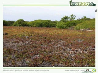 Identificação e gestão de plantas invasoras|19 Junho|Maia www.invasoras.pt 26/40
chorão-das-praias (Carpobrotus edulis) – África do Sul
Invade principalmente dunas costeiras, cabos e taludes
onde foi plantado
 