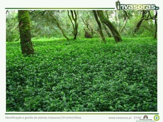 Identificação e gestão de plantas invasoras|19 Junho|Maia www.invasoras.pt 27/40
erva-da-fortuna (Tradescantia fluminensis) –
América do Sul
Invade principalmente sítios sombrios e húmidos, comum
no sub-coberto de matas geridas, bosques naturais,
áreas perturbadas, etc
 