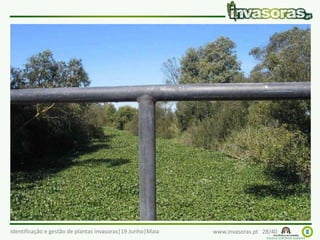 Identificação e gestão de plantas invasoras|19 Junho|Maia www.invasoras.pt 28/40
jacinto-de-água (Eichhornia crassipes) – rio Amazonas
Invade principalmente canais de irrigação, lagoas e
lagoachos
 