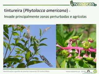 Identificação e gestão de plantas invasoras|19 Junho|Maia www.invasoras.pt 29/40
tintureira (Phytolacca americana) –
Invade principalmente zonas perturbadas e agrícolas
 
