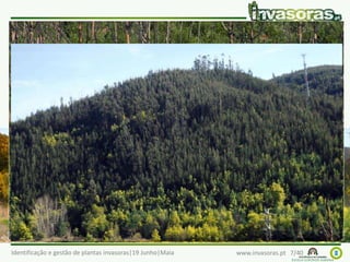 Identificação e gestão de plantas invasoras|19 Junho|Maia www.invasoras.pt 7/40
• Ecológicos
– ameaça à biodiversidade e equilíbrio dos ecossistemas (competição
com espécies nativas, alteração dos ciclos de nutrientes, água, etc.)
– impactes nos serviços dos ecossistemas (alimentos, fornecimento de água
e recursos diversos, regulação do clima, cheias, doenças, etc.)
– alteração/uniformização dos ecossistemas/paisagens
– alteração dos regimes de fogo
– alteração das cadeias ecológicas/alimentares
• Económicos (Europa: >10 biliões):
– produtividade - espécies que invadem áreas agrícolas, florestais ou
piscícolas (aquáticas), pragas, epidemias, etc.
– gestão e controlo de invasoras e recuperação de sistemas invadidos
– turismo, etc.
Impactes das plantas invasoras (1)
Célia Laranjeiro
Vitor CarvalhoFrancisco Caetano
 