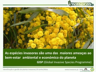 Identificação e gestão de plantas invasoras|19 Junho|Maia www.invasoras.pt 8/40
Impactes das plantas invasoras (2)
• Diminuição da disponibilidade de água nos lençóis
freáticos
– espécies muito exigentes no seu consumo, quer pelas suas
características, quer pelas densidades elevadas que atingem
• Impactes na saúde pública
– espécies que provocam doenças, alergias, ou funcionam
como vectores de pragas
• …
As espécies invasoras são uma das maiores ameaças ao
bem-estar ambiental e económico do planeta
GISP (Global Invasive Species Programme)
 