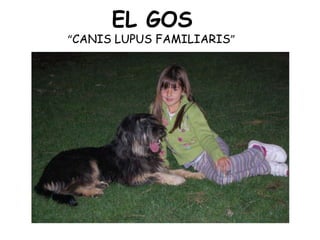 EL GOS
“CANIS LUPUS FAMILIARIS”
 
