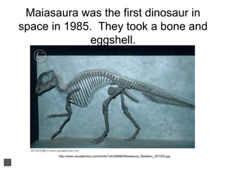 Maiasaura with sound | PPT | Reptiles | Pets