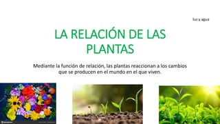 LA RELACIÓN DE LAS
PLANTAS
Mediante la función de relación, las plantas reaccionan a los cambios
que se producen en el mundo en el que viven.
luz y agua
 