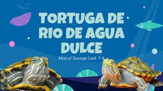 TORTUGA DE
RIO DE AGUA
DULCE
Maicol Sayago Leal 7-4
 
