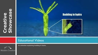 An animation explaining budding In Hydra. Educational Videos Creative Showcase 