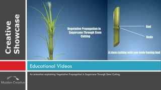 An animation explaining Vegetative Propagation in Sugarcane Through Stem Cutting. Educational Videos Creative Showcase 