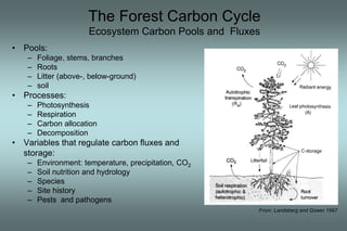 The Forest Carbon Cycle 
Ecosystem Carbon Pools and Fluxes 
• Pools: 
– Foliage, stems, branches 
– Roots 
– Litter (above-, below-ground) 
– soil 
• Processes: 
– Photosynthesis 
– Respiration 
– Carbon allocation 
– Decomposition 
• Variables that regulate carbon fluxes and 
storage: 
– Environment: temperature, precipitation, CO2 
– Soil nutrition and hydrology 
– Species 
– Site history 
– Pests and pathogens 
From: Landsberg and Gower 1997 
 