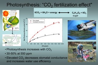 Photosynthesis: “CO2 fertilization effect" 
6CO2 + 6H2O + energy C6H12O6 + 6O2 
Pinus taeda 
Eucalyptus benthamii 
0 200 400 600 800 1000 1200 1400 1600 1800 2000 
[CO2] (ppm) 
Net Photosynthesis ( mol m-2s-1) 
40 
30 
20 
10 
0 
• Photosynthesis increases with CO2 
• 30-50% at 550 ppm 
• Elevated CO2 decreases stomatal conductance 
and increases water use efficiency 
sugar 
 