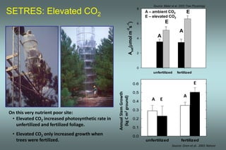 Source: Maier et al. 2002 Tree Physiology 
current year, July 
SETRES: Elevated CO2 A – ambient CO2 
ambient CO2 
amb+200 CO 
E – elevated CO2 
unfertilized fertilized 
Asat( mol m-2s-1) 
8 
6 
4 
2 
0 
unfertilized fertilized 
0.6 
0.5 
0.4 
0.3 
0.2 
0.1 
0.0 
Annual Stem Growth 
(kg C m2 ground) 
A 
E 
A 
E 
On this very nutrient poor site: 
• Elevated CO2 increased photosynthetic rate in 
unfertilized and fertilized foliage. 
• Elevated CO2 only increased growth when 
trees were fertilized. 
Source: Oren et al. 2001 Nature 
A 
A 
E 
E 
 