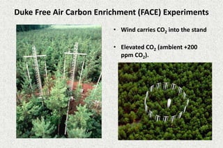 Duke Free Air Carbon Enrichment (FACE) Experiments 
• Wind carries CO2 into the stand 
• Elevated CO2 (ambient +200 
ppm CO2). 
 