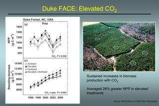 Duke FACE: Elevated CO2 
Sustained increases in biomass 
production with CO2 
Averaged 28% greater NPP in elevated 
treatments 
Source: McCarthy et al. 2010 New Phytologist 
 
