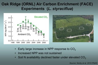 Oak Ridge (ORNL) Air Carbon Enrichment (FACE) 
Experiments (L. styraciflua) 
Elevated CO2 
Ambient CO2 
• Early large increase in NPP response to CO2 
• Increased NPP was not sustained 
• Soil N availability declined faster under elevated CO2 
Source: Norby et al. 2010 PNAS 
 