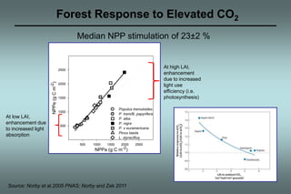 Forest Response to Elevated CO2 
Median NPP stimulation of 23±2 % 
Populus tremuloides 
P. trem/B. papyrifera 
P. alba 
P. nigra 
P. x euramericana 
Pinus taeda 
L. styraciflua 
500 1000 1500 2000 2500 
NPPa (g C m-2) 
NPPe (g C m-2) 
2500 
2000 
1500 
1000 
500 
Source: Norby et al.2005 PNAS; Norby and Zak 2011 
At high LAI, 
enhancement 
due to increased 
light use 
efficiency (i.e. 
photosynthesis) 
At low LAI, 
enhancement due 
to increased light 
absorption 
 