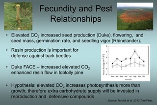 Fecundity and Pest 
Relationships 
• Elevated CO2 increased seed production (Duke), flowering, and 
seed mass, germination rate, and seedling vigor (Rhinelander). 
• Resin production is important for 
defense against bark beetles 
• Duke FACE – increased elevated CO2 
enhanced resin flow in loblolly pine 
• Hypothesis: elevated CO2 increases photosynthesis more than 
growth; therefore extra carbohydrate supply will be invested in 
reproduction and defensive compounds 
Source: Novick et al. 2012 Tree Phys. 
Resin flow 
 